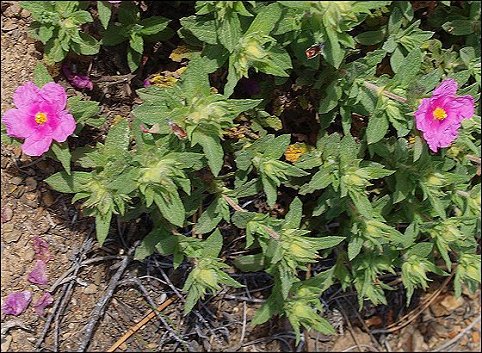 Cistus crispus 4