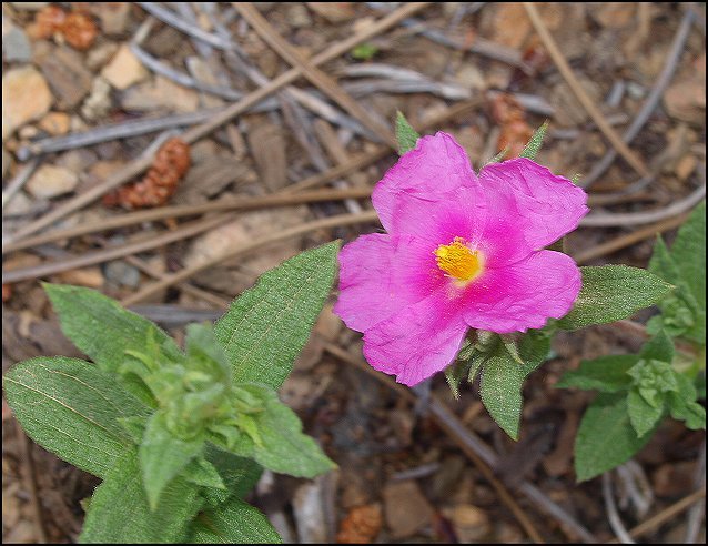Cistus crispus 5