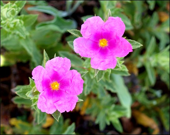 Cistus crispus 7