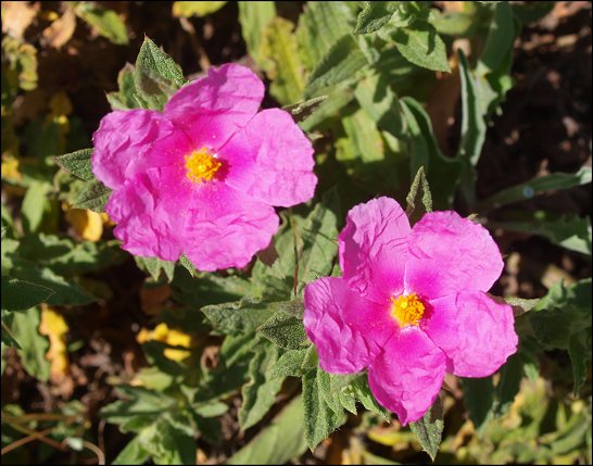 Cistus crispus 8