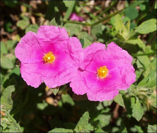 Cistus crispus 9