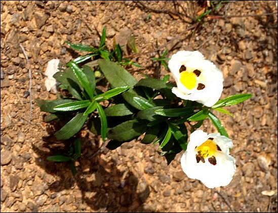 Cistus ladaniferus 1