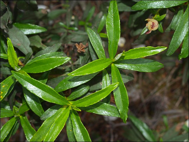 Cistus ladaniferus 10