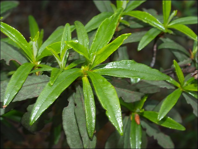 Cistus ladaniferus 11