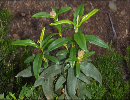 Cistus ladaniferus 12