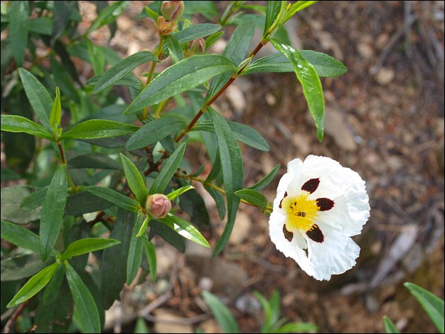 Cistus ladaniferus 13