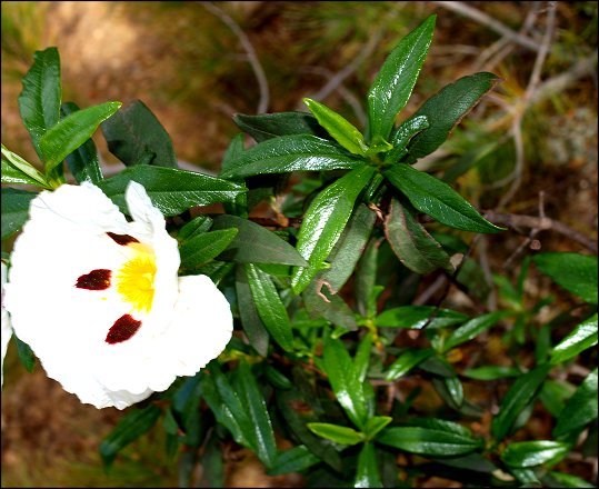 Cistus ladaniferus 14