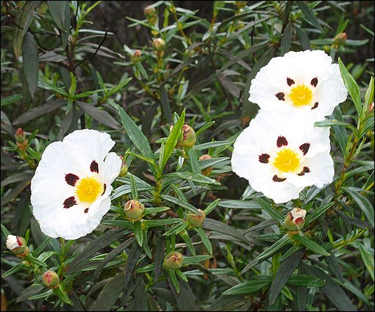 Cistus ladaniferus 16