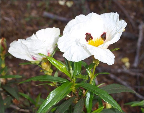 Cistus ladaniferus 17