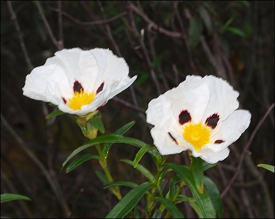 Cistus ladaniferus 18