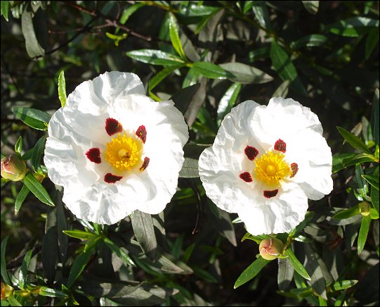 Cistus ladaniferus 19