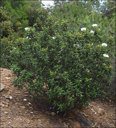 Cistus ladaniferus 2