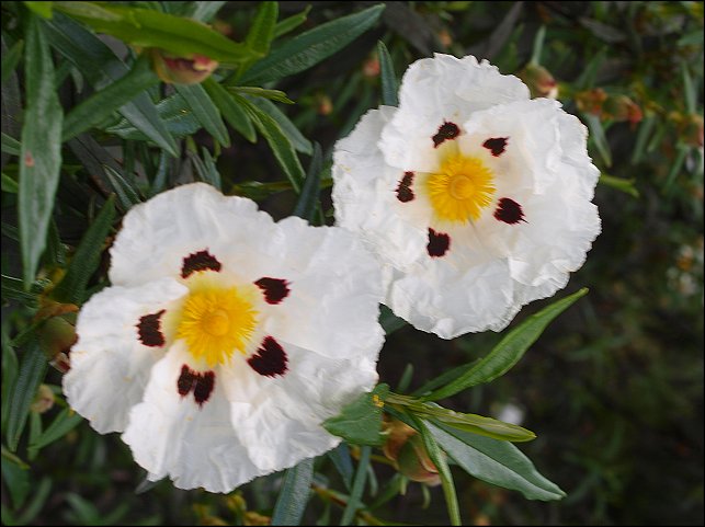 Cistus ladaniferus 20