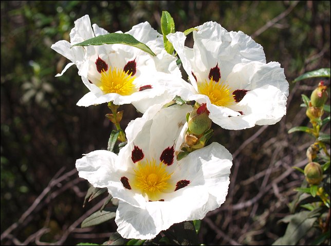 Cistus ladaniferus 21