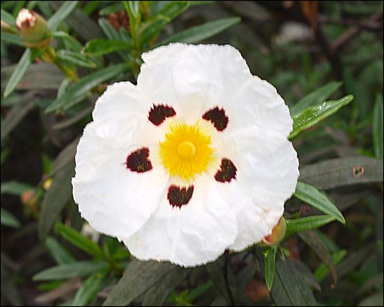 Cistus ladaniferus 22