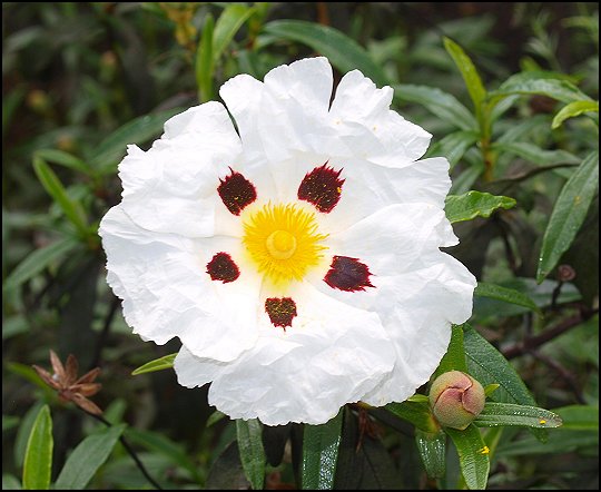 Cistus ladaniferus 23