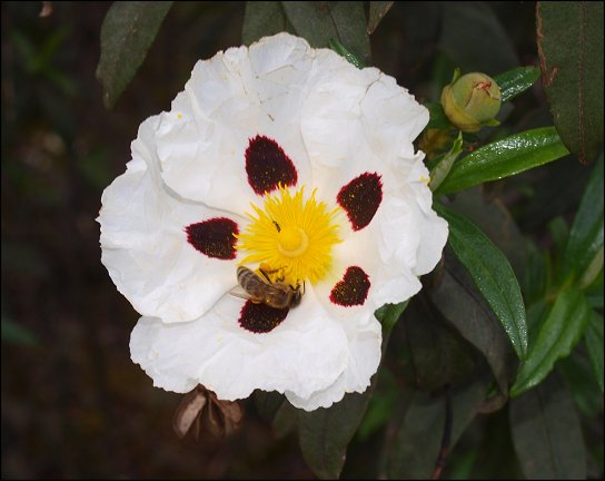 Cistus ladaniferus 24