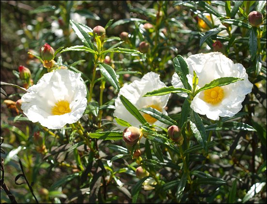 Cistus ladaniferus 26