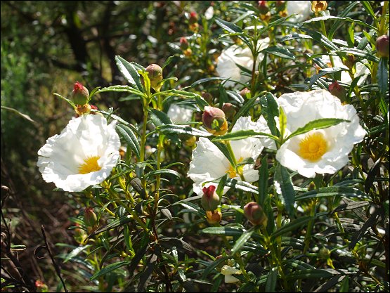 Cistus ladaniferus 27