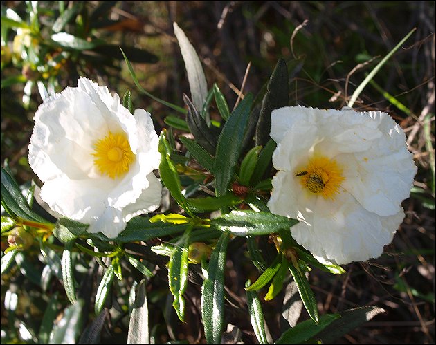 Cistus ladaniferus 28