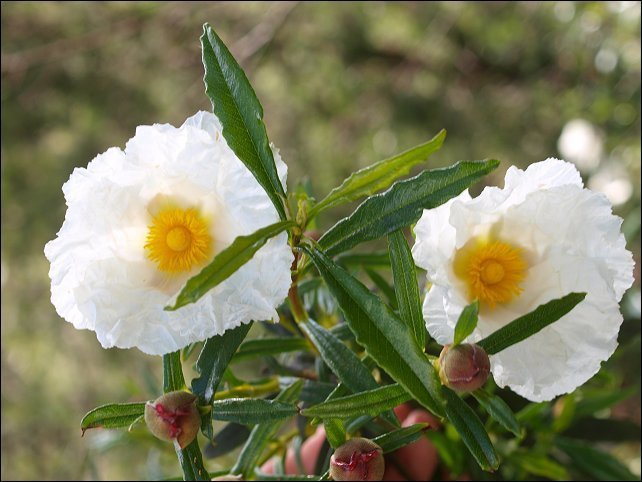 Cistus ladaniferus 29