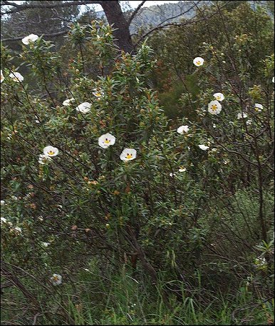 Cistus ladaniferus 3