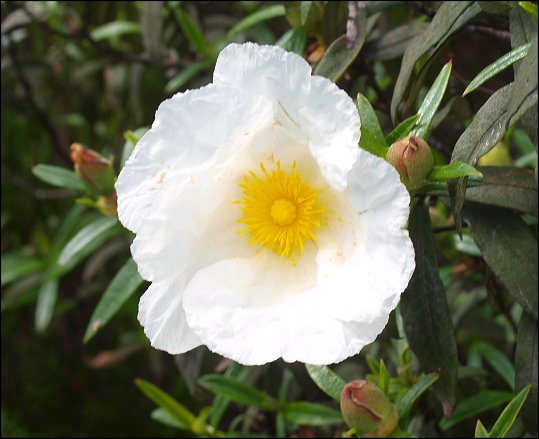 Cistus ladaniferus 30