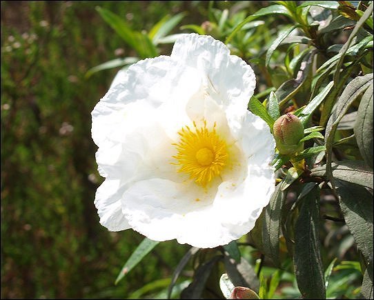 Cistus ladaniferus 31