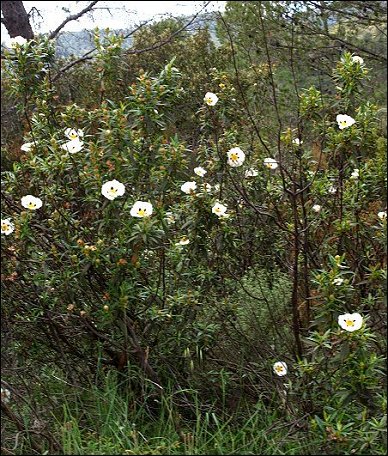 Cistus ladaniferus 4