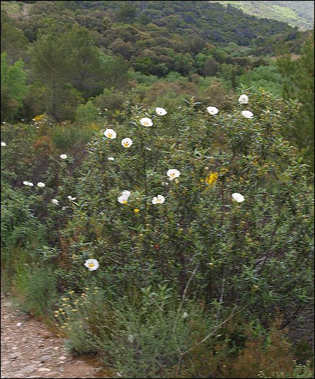 Cistus ladaniferus 5