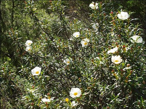 Cistus ladaniferus 6
