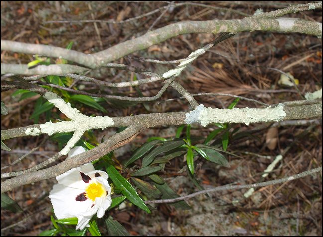 Cistus ladaniferus 8