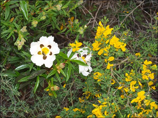 Cistus ladaniferus, Calycotoma