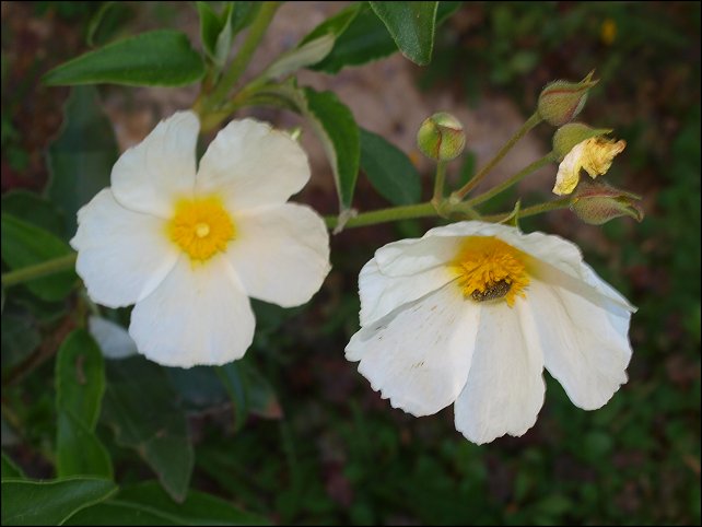 Cistus laurifolius 10