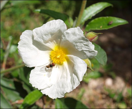 Cistus laurifolius 11