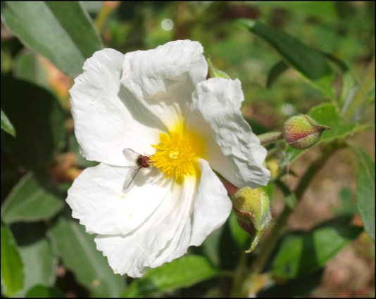 Cistus laurifolius 12