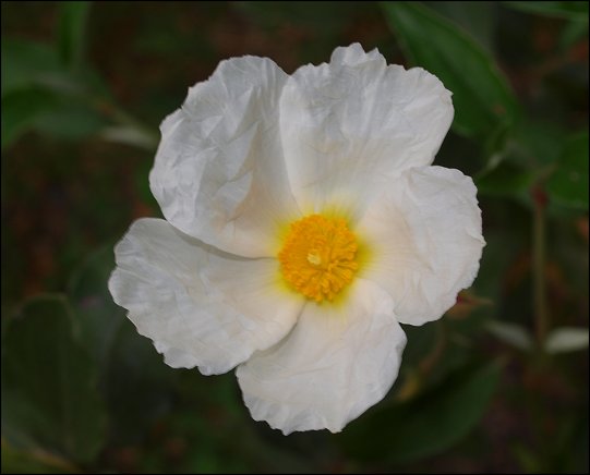 Cistus laurifolius 13