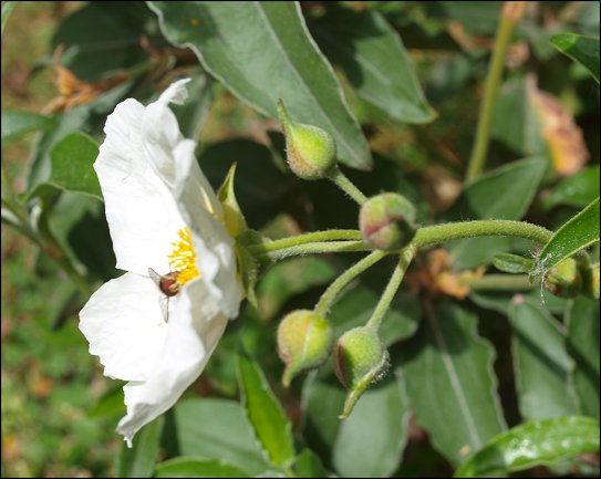 Cistus laurifolius 14