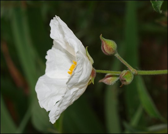 Cistus laurifolius 15