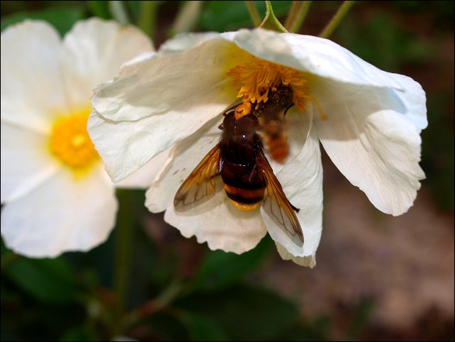 Cistus laurifolius 16