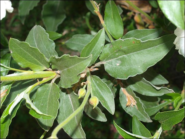 Cistus laurifolius 3