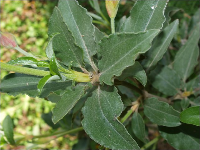 Cistus laurifolius 4