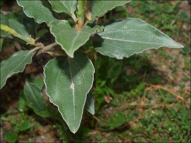Cistus laurifolius 5