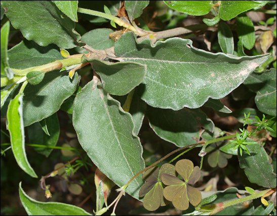 Cistus laurifolius 6