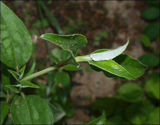 Cistus laurifolius 7