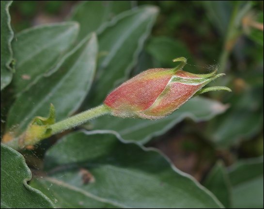 Cistus laurifolius 8