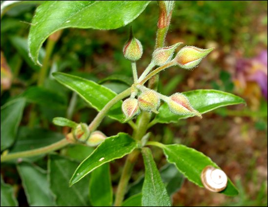 Cistus laurifolius 9