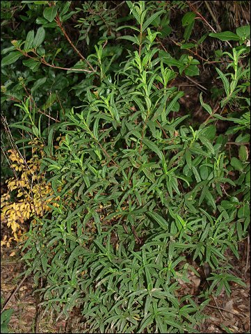 Cistus monspeliensis 1