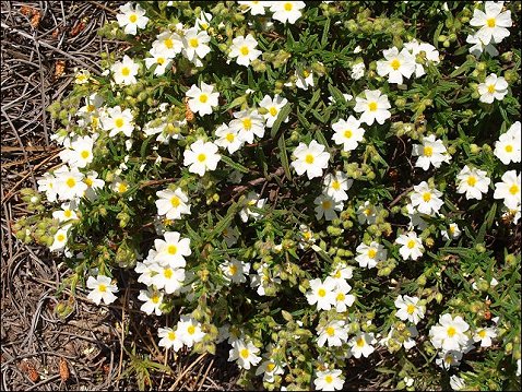Cistus monspeliensis 10