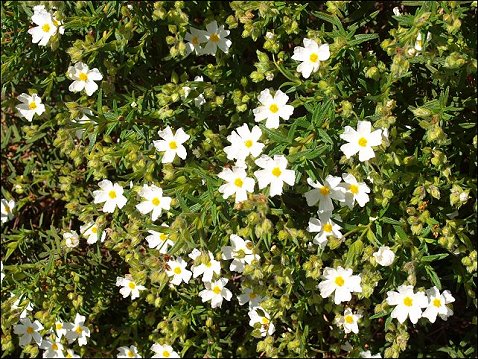Cistus monspeliensis 11